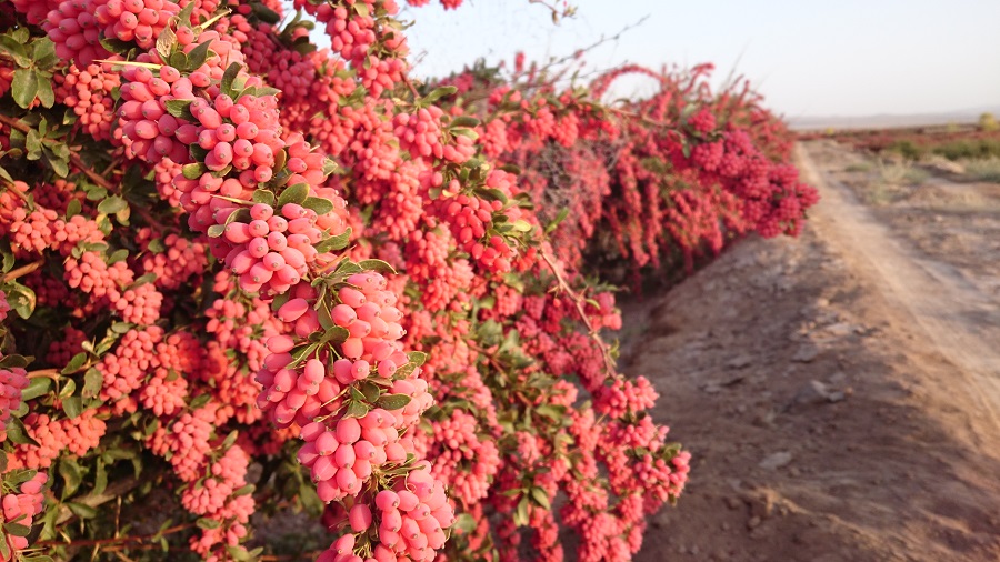باغ درخت زرشک