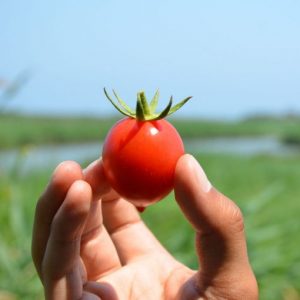بذر گوجه فرنگی قرمز فیاسچتو ایتالیایی