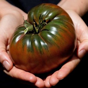 بذر گوجه بلک کریم – Black krim
